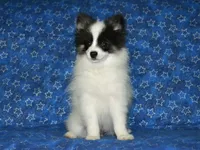 AKC York, a male Pomeranian for sale in Lamar, MO – 3 of 3
