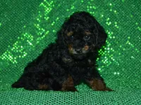 AKC Rhett, a male Poodle - Toy  for sale in Lamar, MO – 5 of 5