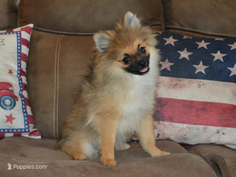 AKC Dylan – Pomeranian puppy for sale in Lamar, MO
