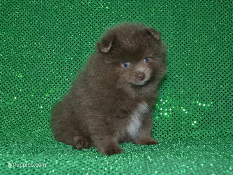 AKC Felix – Pomeranian puppy for sale in Lamar, MO