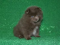 AKC Felix, a male Pomeranian for sale in Lamar, MO – 1 of 3