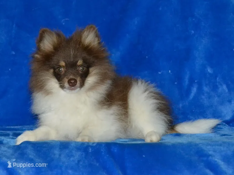 AKC Cooper – Pomeranian puppy for sale in Lamar, MO