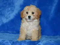 AKC Daisy, a female Poodle - Toy  for sale in Lamar, MO – 2 of 3