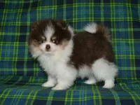 AKC Yoshi, a male Pomeranian for sale in Lamar, MO – 5 of 5