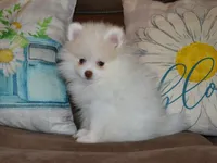 AKC Atlas, a male Pomeranian for sale in Lamar, MO – Photo 3 of 4