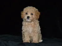 AKC Wrigley, a female Poodle - Miniature  for sale in Lamar, MO – 2 of 4