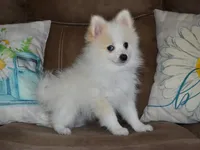 AKC Chip, a male Pomeranian for sale in Lamar, MO – 5 of 5