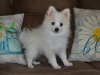 AKC Chip, a male Pomeranian for sale in Lamar, MO – 4 of 5