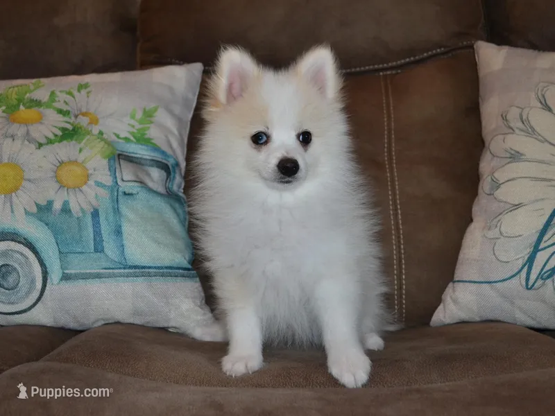 AKC Chip – Pomeranian puppy for sale in Lamar, MO