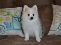 AKC Chip, a male Pomeranian for sale in Lamar, MO – 1 of 5