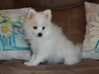 AKC Chip, a male Pomeranian for sale in Lamar, MO – 2 of 5