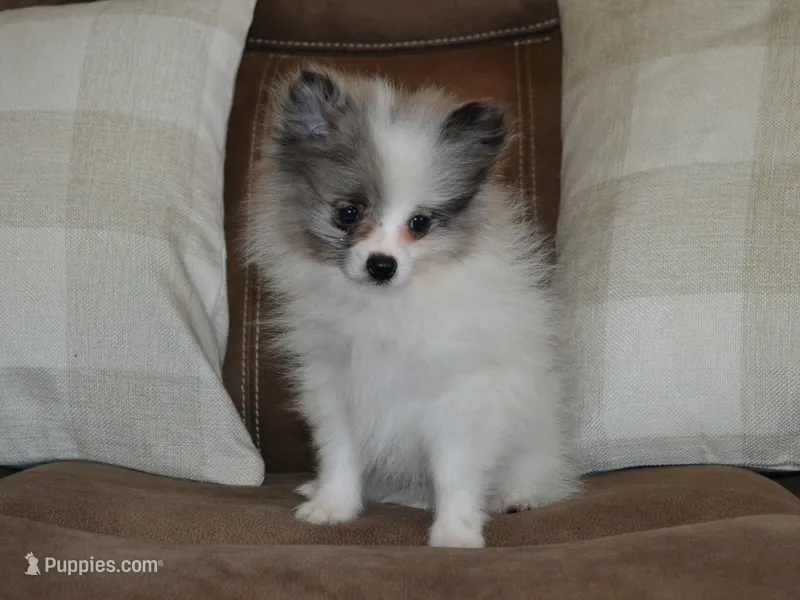 AKC Riley – Pomeranian puppy for sale in Lamar, MO
