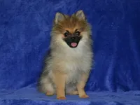 AKC Dylan, a male Pomeranian for sale in Lamar, MO – 4 of 4