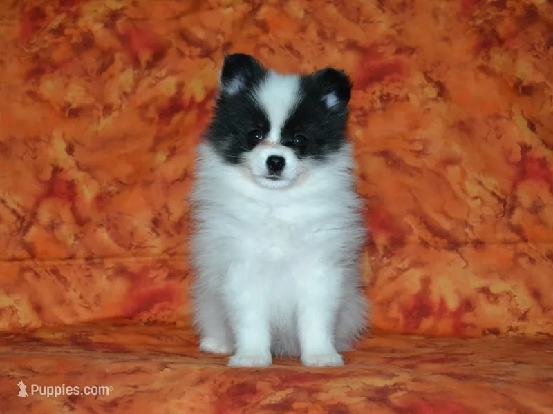 AKC York – Pomeranian puppy for sale in Lamar, MO