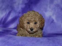 AKC Margo, a female Poodle - Miniature  for sale in Lamar, MO – 1 of 3