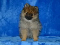 AKC Dylan, a male Pomeranian for sale in Lamar, MO – 3 of 9