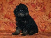 AKC Rhett, a male Poodle - Toy  for sale in Lamar, MO – 5 of 5