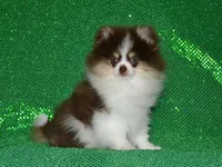 AKC Yoshi, a male Pomeranian for sale in Lamar, MO – 3 of 7