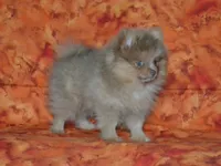 AKC Ziggy, a male Pomeranian for sale in Lamar, MO – 2 of 4