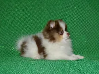 AKC Remy, a male Pomeranian for sale in Lamar, MO – 4 of 4