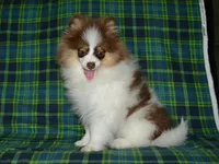 AKC Remy, a male Pomeranian for sale in Lamar, MO – 3 of 5