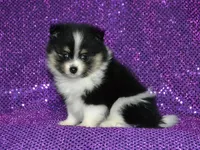 AKC Claire, a female Pomeranian for sale in Lamar, MO – Photo 2 of 4