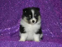 AKC Claire, a female Pomeranian for sale in Lamar, MO – Photo 4 of 4