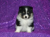 AKC Claire, a female Pomeranian for sale in Lamar, MO – Photo 3 of 4