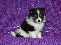 AKC Claire, a female Pomeranian for sale in Lamar, MO – Photo 1 of 4