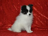 AKC York, a male Pomeranian for sale in Lamar, MO – 2 of 6