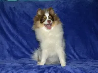 AKC Remy, a male Pomeranian for sale in Lamar, MO – 4 of 4