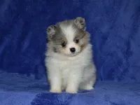 AKC Sadie, a female Pomeranian for sale in Lamar, MO – 2 of 3