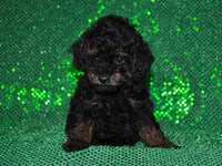 AKC Rhett, a male Poodle - Toy  for sale in Lamar, MO – 2 of 5
