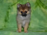 AKC Andy, a male Pomeranian for sale in Lamar, MO – 2 of 4