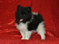AKC Willie, a male Pomeranian for sale in Lamar, MO – 1 of 4