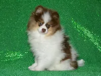 AKC Remy, a male Pomeranian for sale in Lamar, MO – 2 of 4