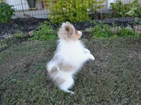 AKC Cami, a female Pomeranian for sale in Lamar, MO – 2 of 5