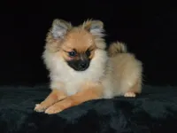 AKC Dylan, a male Pomeranian for sale in Lamar, MO – 2 of 4
