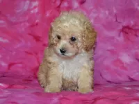 AKC Daisy, a female Poodle - Toy  for sale in Lamar, MO – 2 of 5