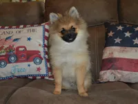 AKC Dylan, a male Pomeranian for sale in Lamar, MO – 3 of 4