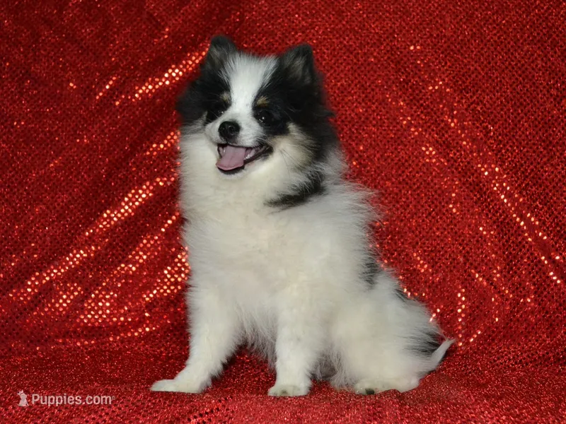 AKC Benny – Pomeranian puppy for sale in Lamar, MO