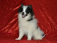 AKC Benny, a male Pomeranian for sale in Lamar, MO – 1 of 3