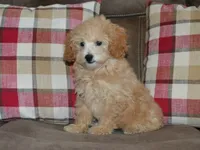 AKC Delilah, a female Poodle - Miniature  for sale in Lamar, MO – 2 of 4
