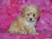 AKC Daisy, a female Poodle - Toy  for sale in Lamar, MO – 3 of 5