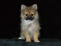 AKC Andy, a male Pomeranian for sale in Lamar, MO – 5 of 5