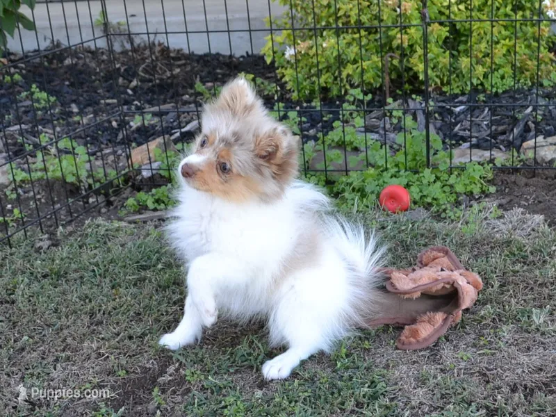AKC Cami – Pomeranian puppy for sale in Lamar, MO