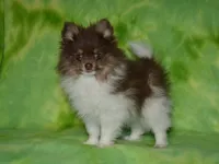 AKC Cooper, a male Pomeranian for sale in Lamar, MO – 6 of 7
