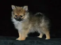 AKC Andy, a male Pomeranian for sale in Lamar, MO – 4 of 5