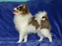 AKC Remy, a male Pomeranian for sale in Lamar, MO – 3 of 4