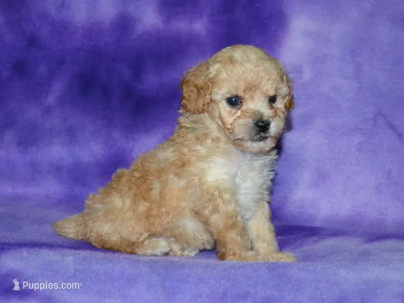 AKC Daisy – Poodle - Toy  puppy for sale in Lamar, MO